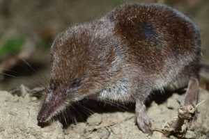 Tiangshan barozubka Tiangshan barozubka